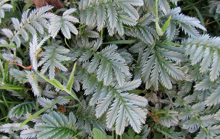 Silverweed leaves (Potentilla anserina)