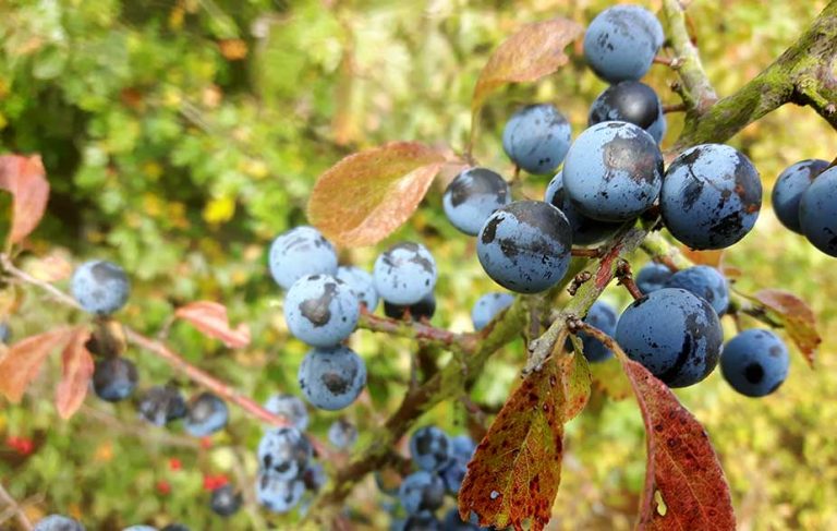 Sloes on blackthorn bush (Prunus spinosa)