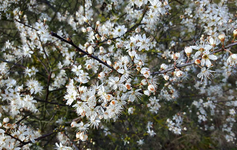 Blackthorn bush in bloom (Prunus spinosa)