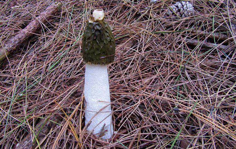 Stinkhorn witches egg (Phallus impudicus)