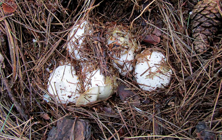 Stinkhorn witches egg (Phallus impudicus)