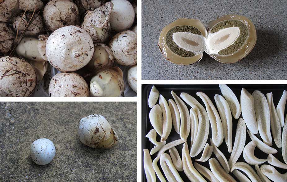 Stinkhorn witches egg (Phallus impudicus)
