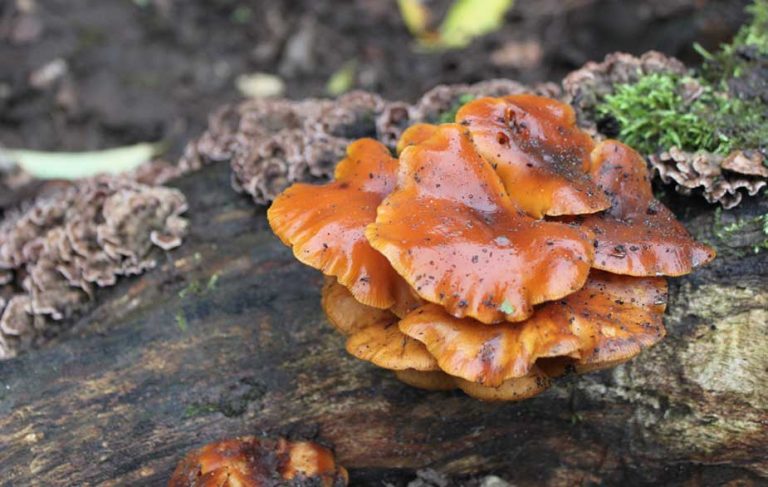 Velvet shank (Flammulina velutipes)