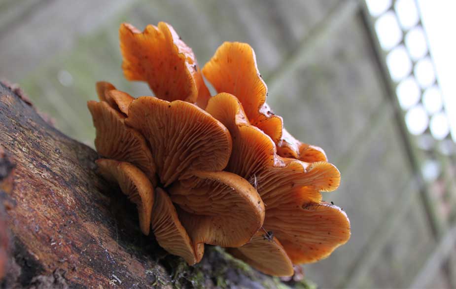 Velvet shank gills (Flammulina velutipes)