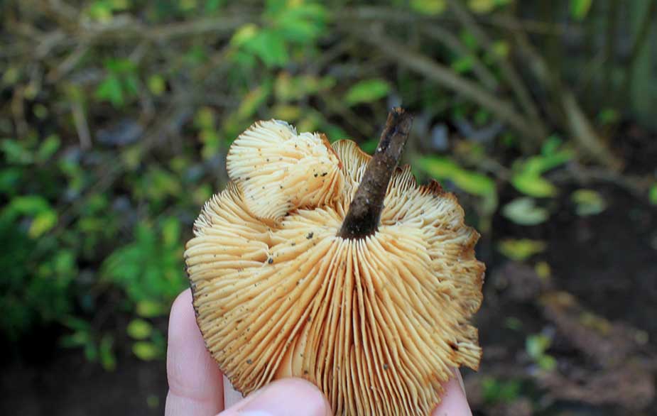 Velvet shank gills and stem (Flammulina velutipes)