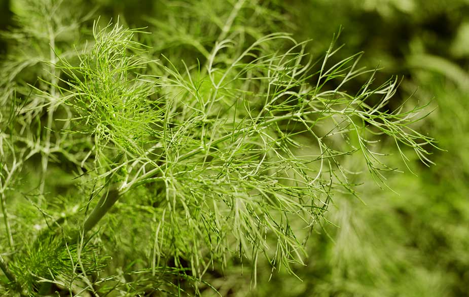 Foraging fennel leaves fronds