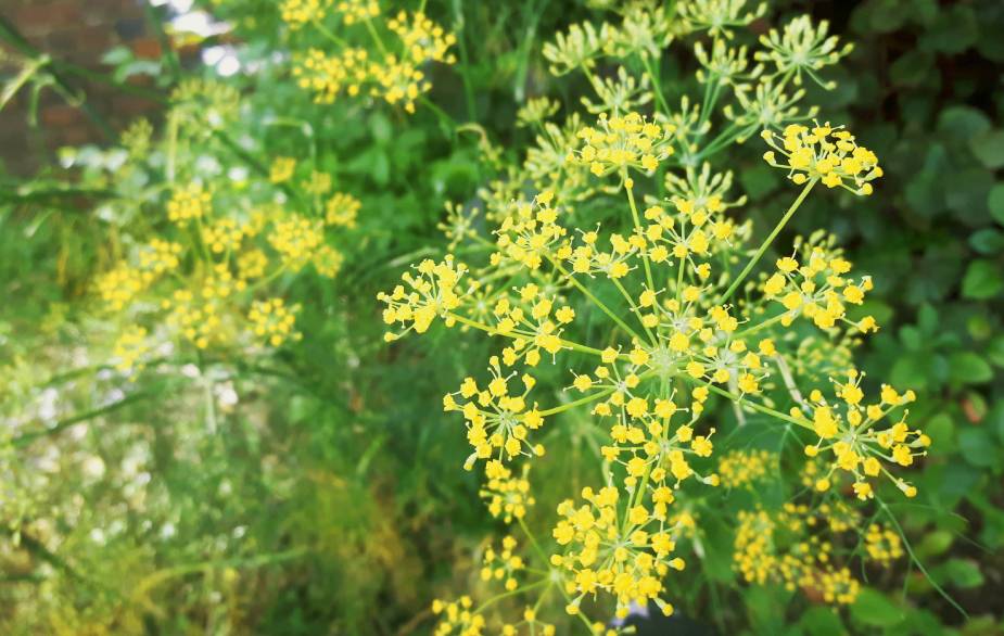 Foraging fennel flowers