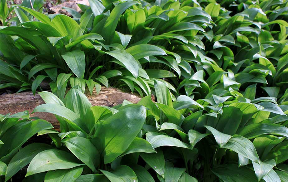 Wild garlic leaves (Allium ursinum)