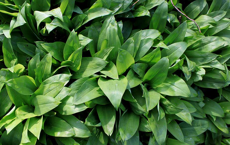 Wild garlic leaves (Allium ursinum)