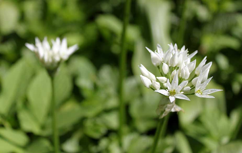 Wild garlic flowers (Allium ursinum)
