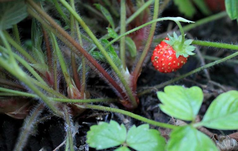 Wild strawberries (Fragaria vesca)