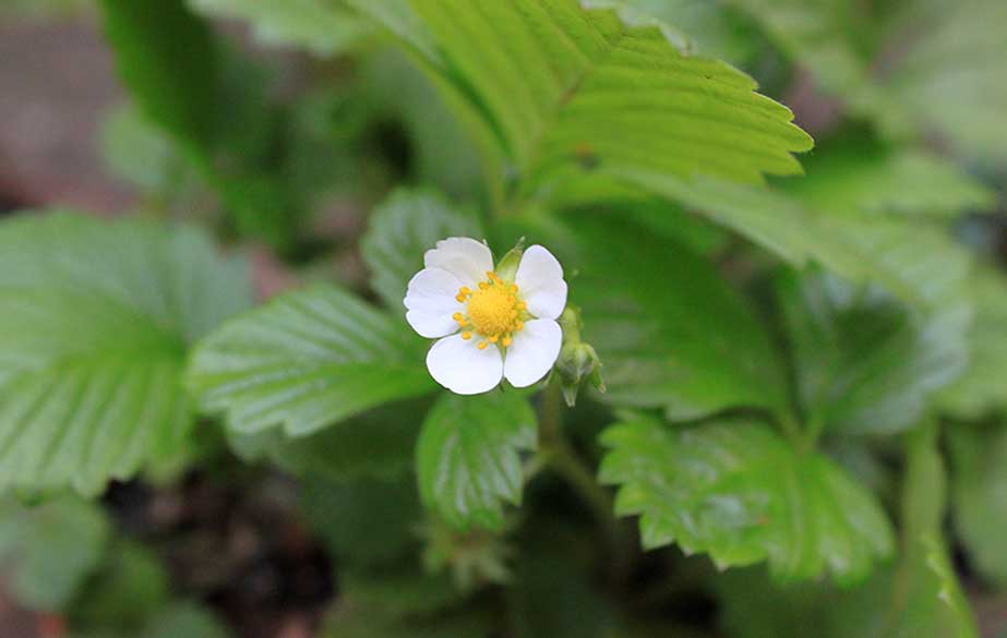 Wild strawberry in flower (Fragaria vesca)