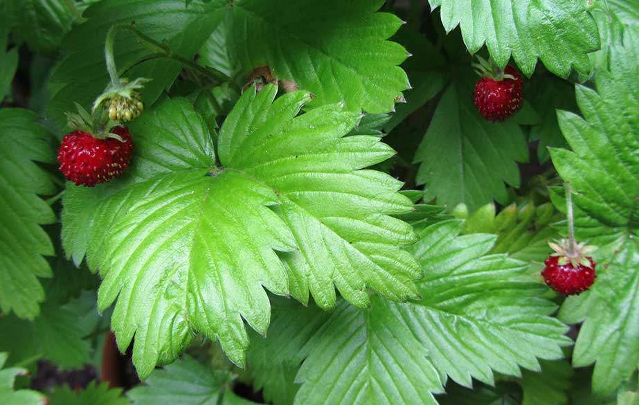 Wild strawberries (Fragaria vesca)