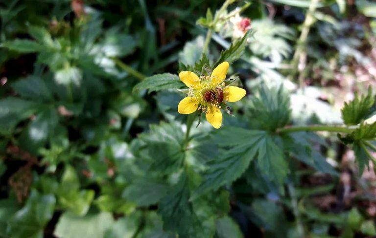 Wood avens leaves (Geum urbanum)