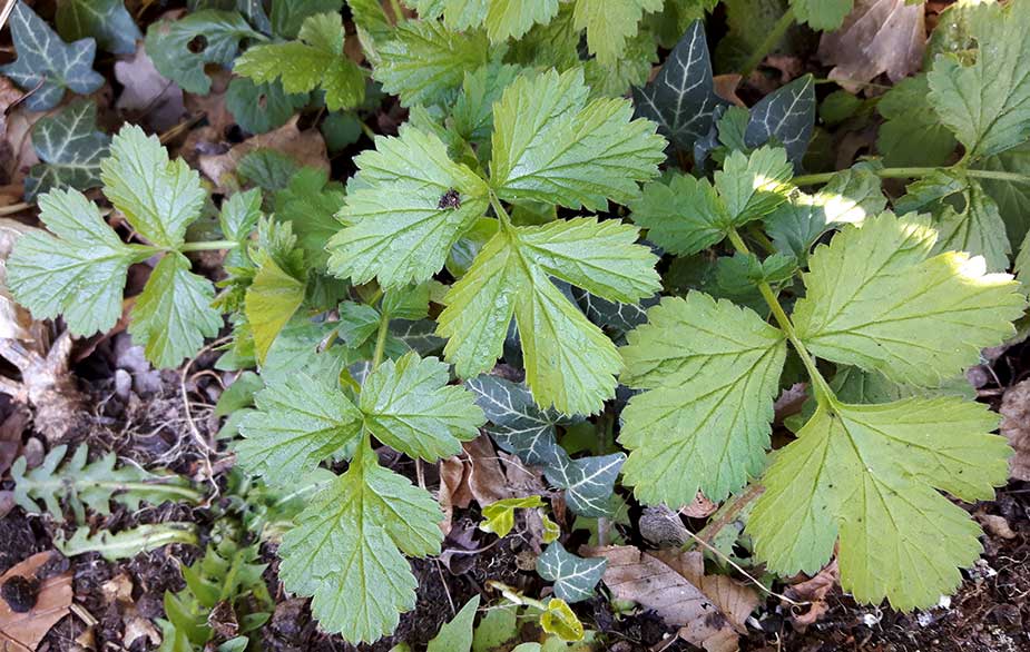 Wood avens flower (Geum urbanum)