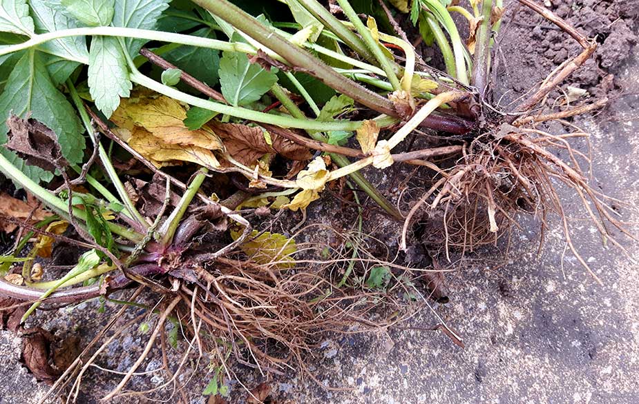 Wood avens root (Geum urbanum)