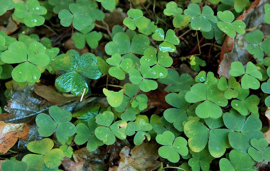 Wood sorrel leaves (Oxalis acetosella)