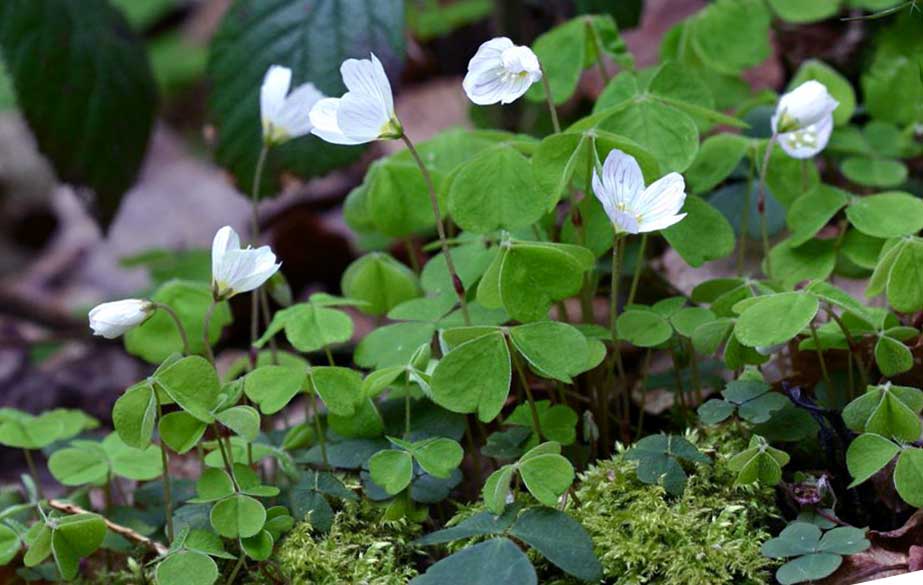 Wood sorrel in flower (Oxalis acetosella)