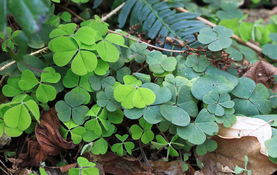 Wood sorrel leaves (Oxalis acetosella)
