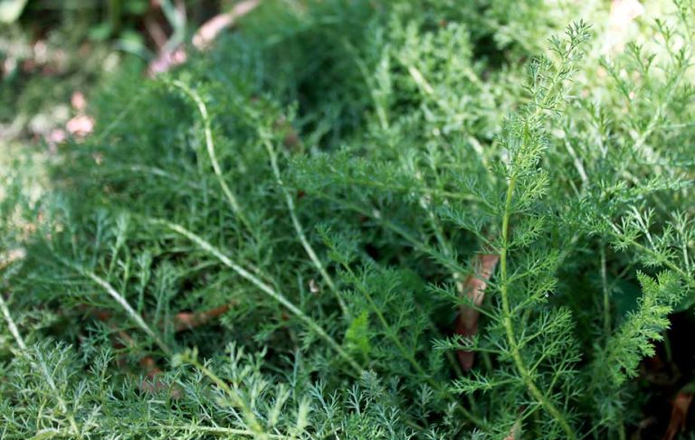 Yarrow leaves (Achillea millefolium)