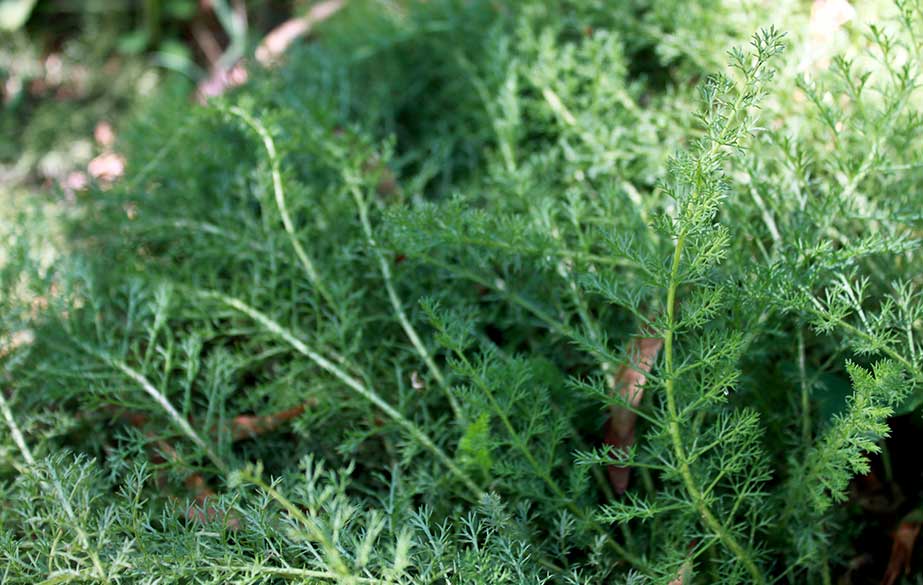 Yarrow leaves (Achillea millefolium)