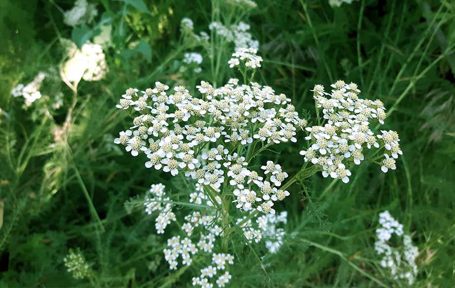 Yarrow in flower (Achillea millefolium)
