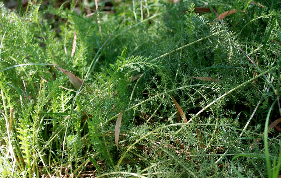 Yarrow leaves (Achillea millefolium)