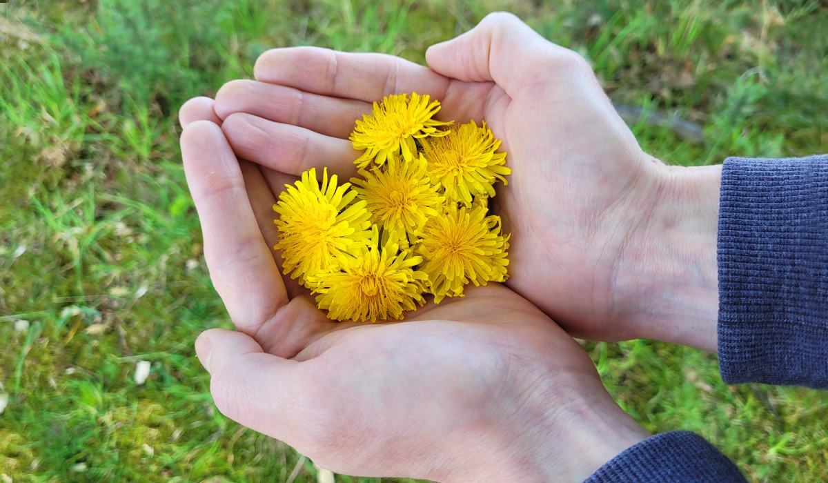 UK wild food for beginners