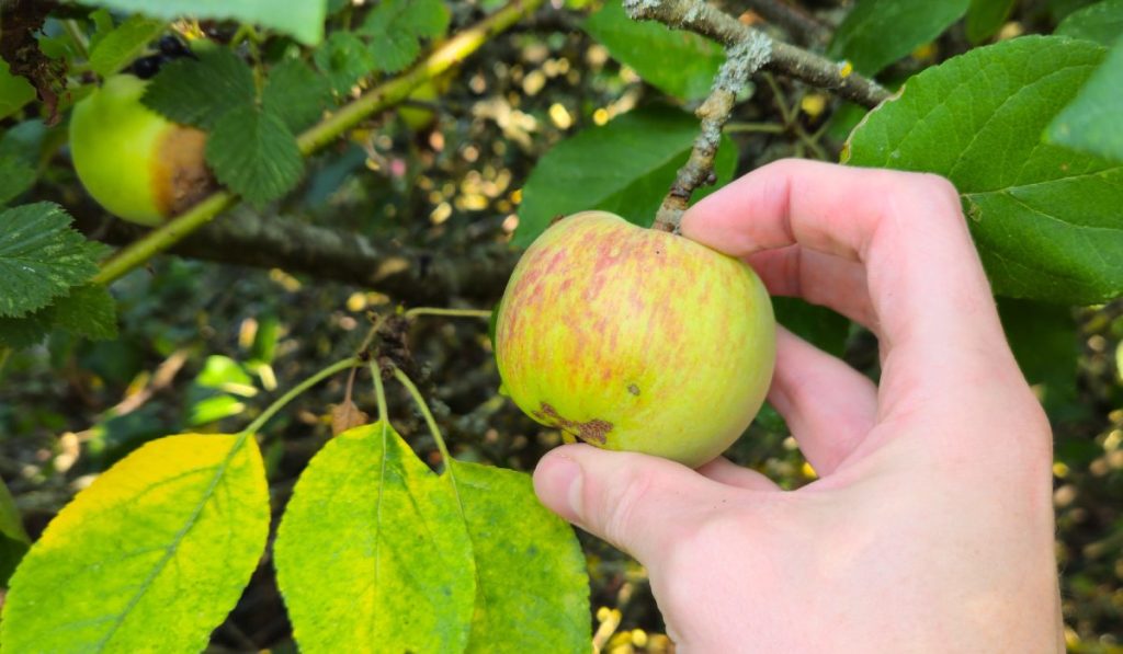 Picking an apple from a tree in the countryside